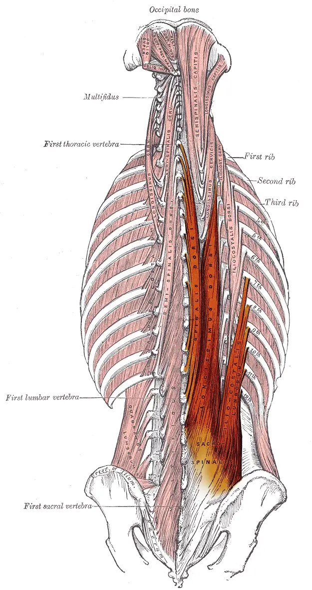 The Glute Bridge Gray389 Erector spinae the erector spinae muscles