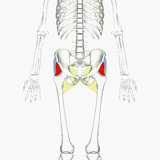 The Glute Bridge glute bridge 1 the gluteal muscles